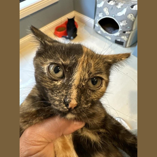 Photo of Chipotle Meet Me At Petstock Keysborough Store