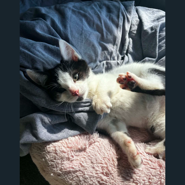 Photo of Tater