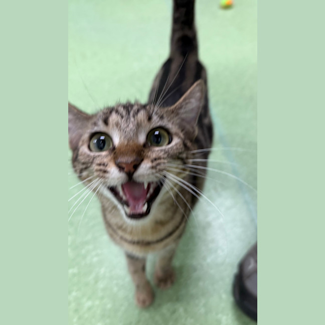 Photo of Lucy Honeycat