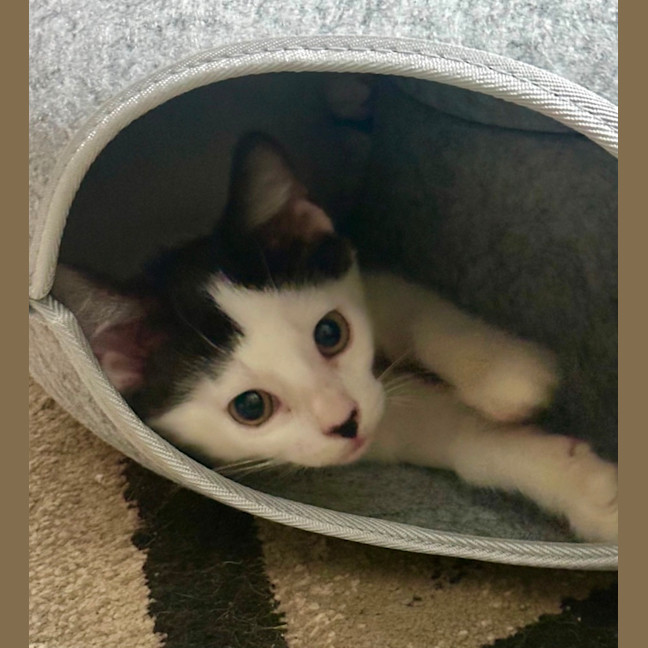 Photo of Theodore 😺🧶