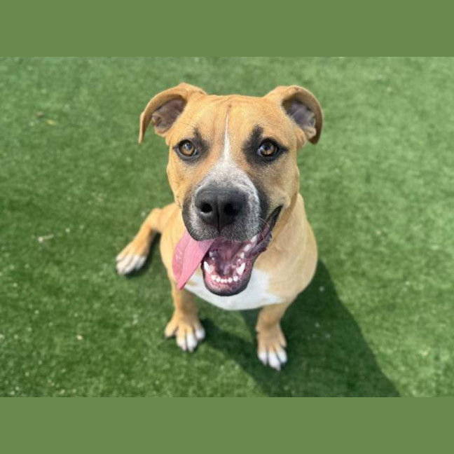 Photo of Slinky Imp 2507