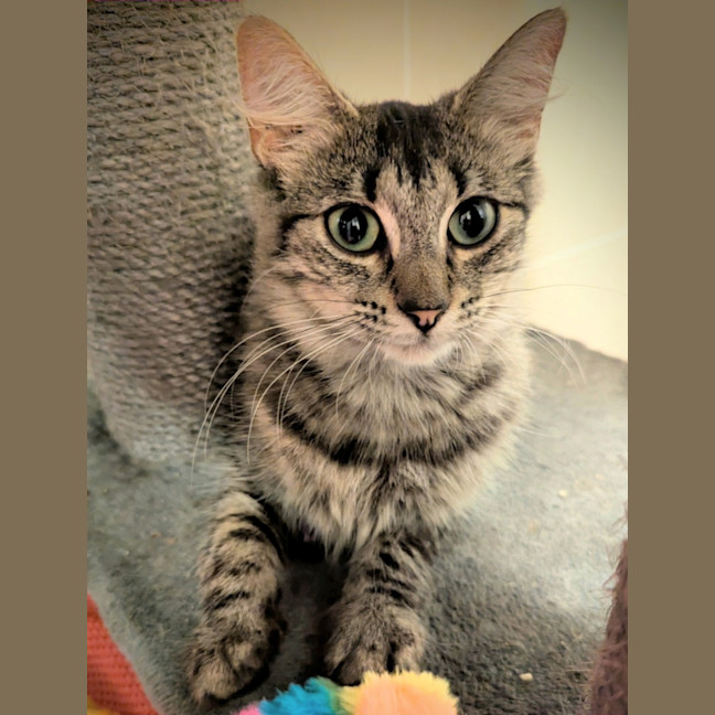 Photo of Miiko