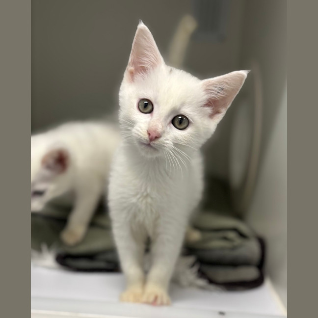 Photo of Mochi