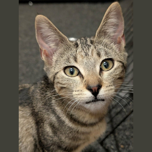 Photo of Petuina