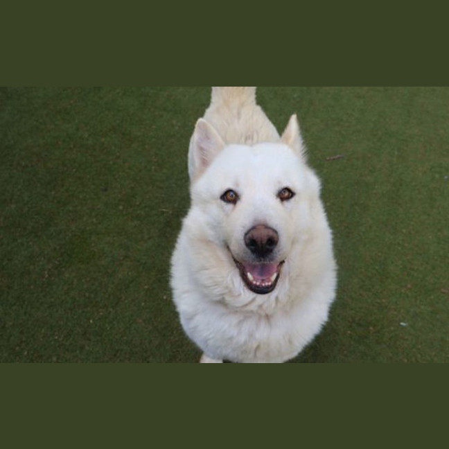 Photo of Luna