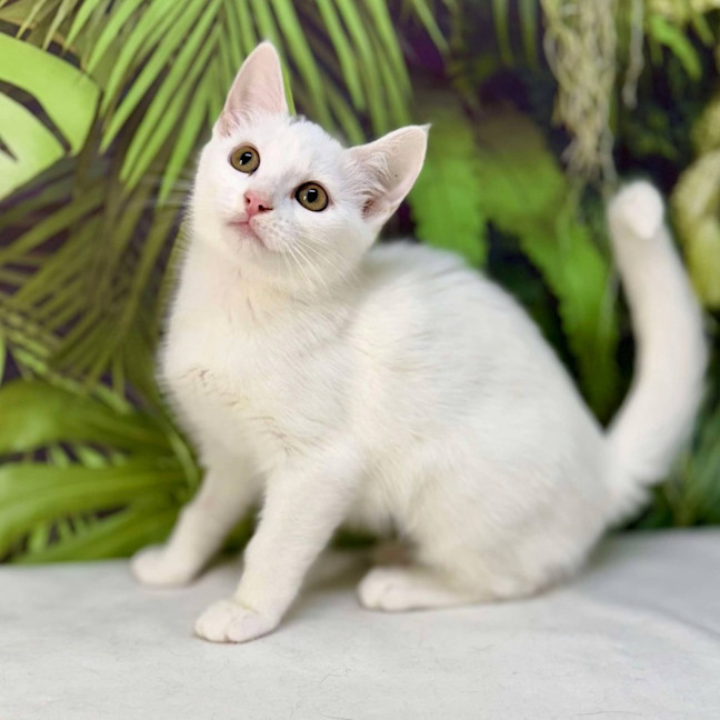 Photo of Yuki   Located In Coburg