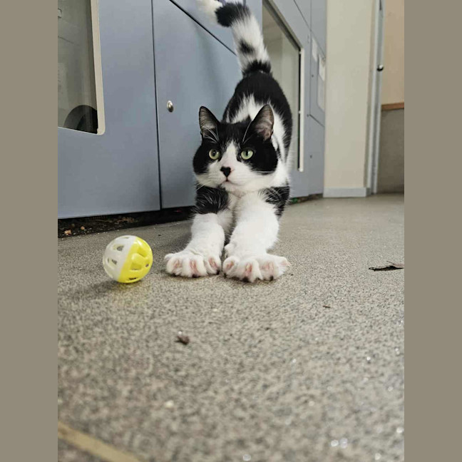 Photo of Momo