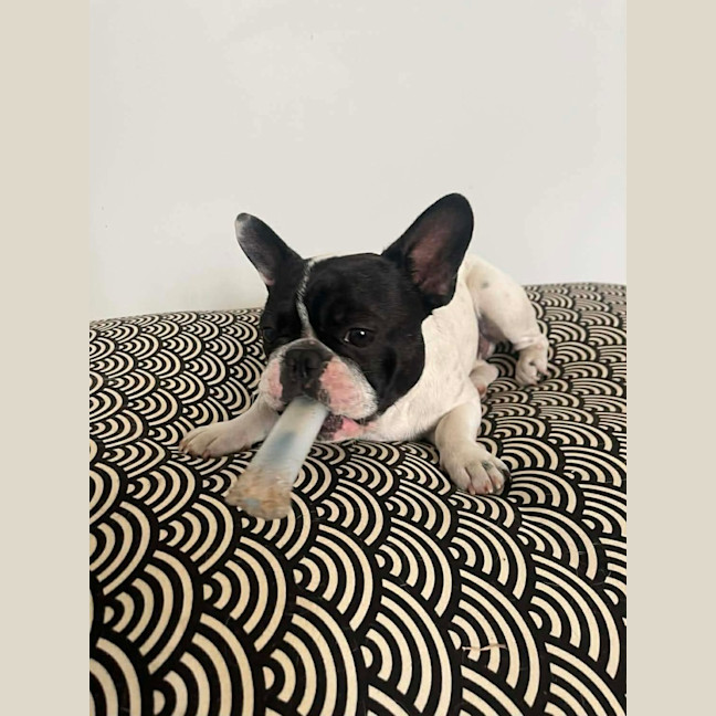 Photo of Frankie   2 Year Old French Bulldog