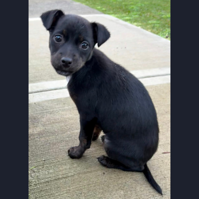 Photo of Minnie   8 Week Old Kelpie X
