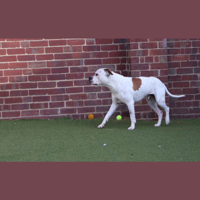 Photo of Patch