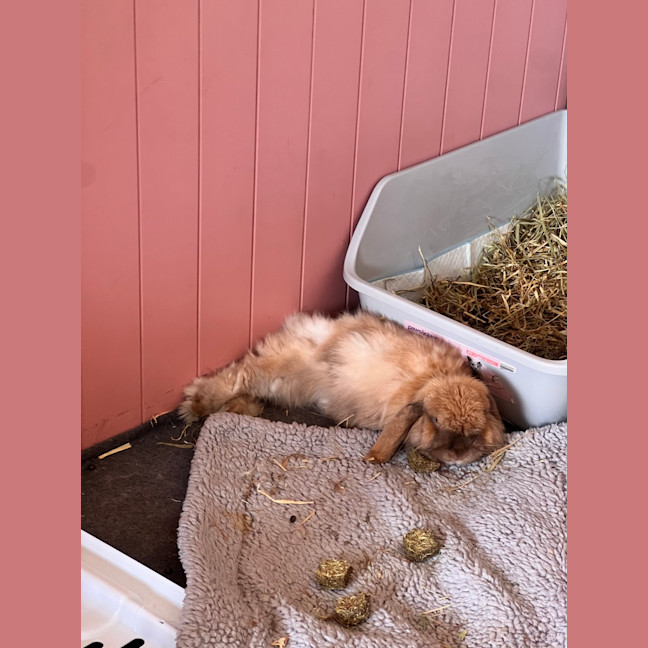 Photo of Distinguished Ginger (W Bella And Coco)