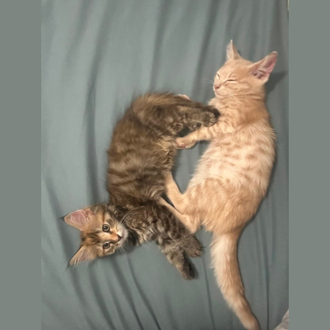 Photo of Feyre And Fern   Bonded Pair