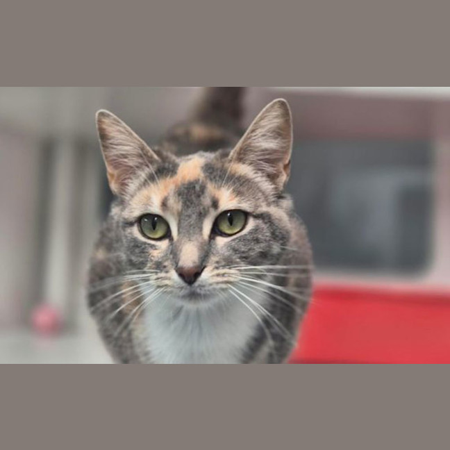 Photo of Dottie