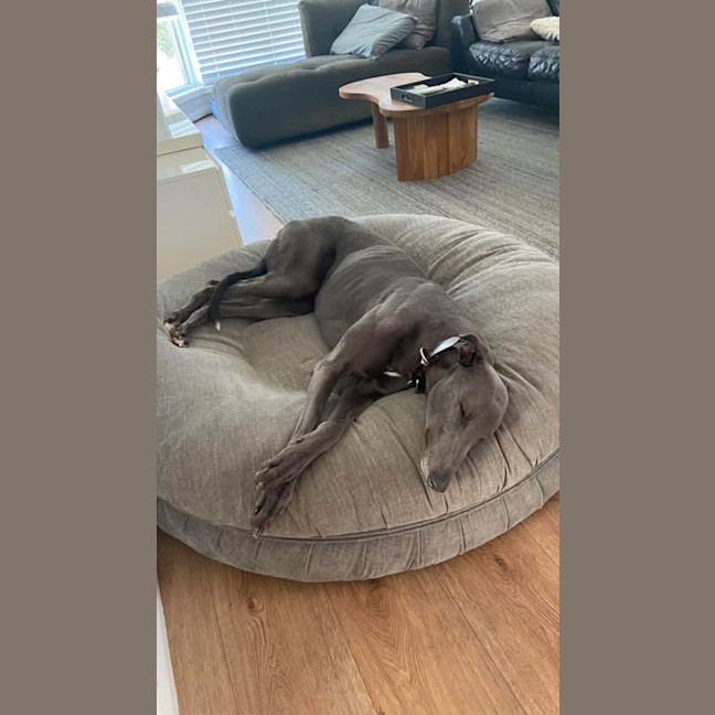 Photo of Appy, The Rescue Greyhound