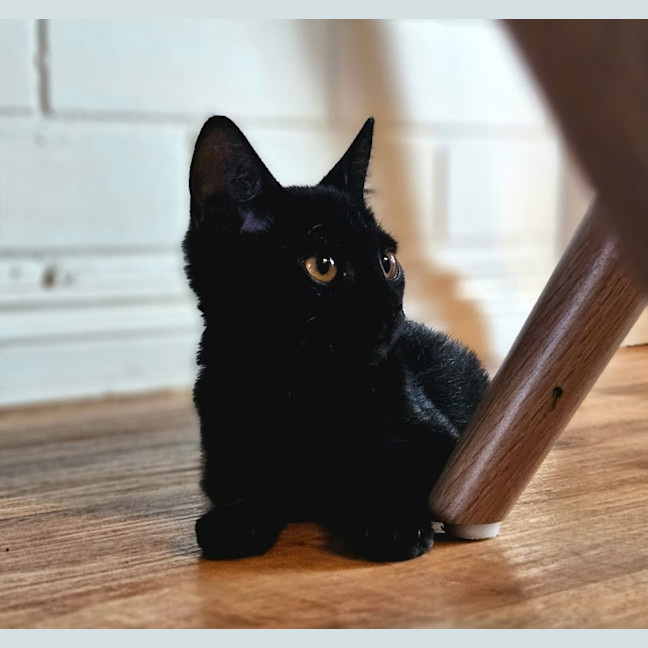 Photo of Chiko