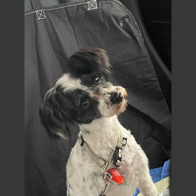 Photo of Lovely Penelope