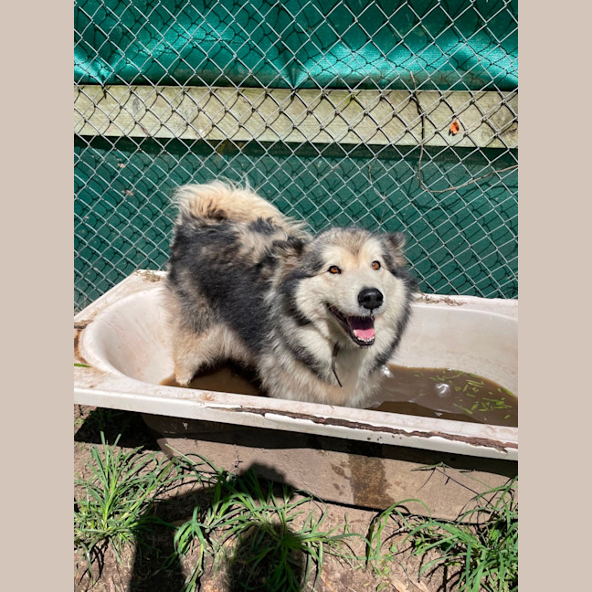 Photo of Storm (Stormie)