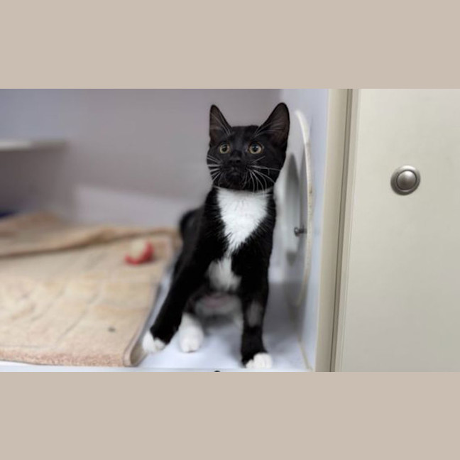 Photo of Jingle