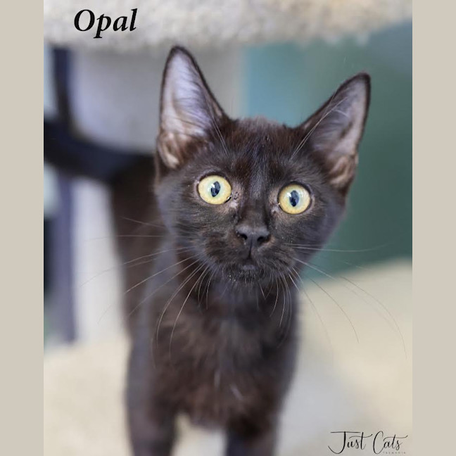 Photo of Opal