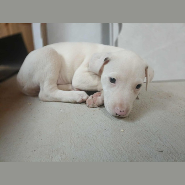 Photo of Marshmallow