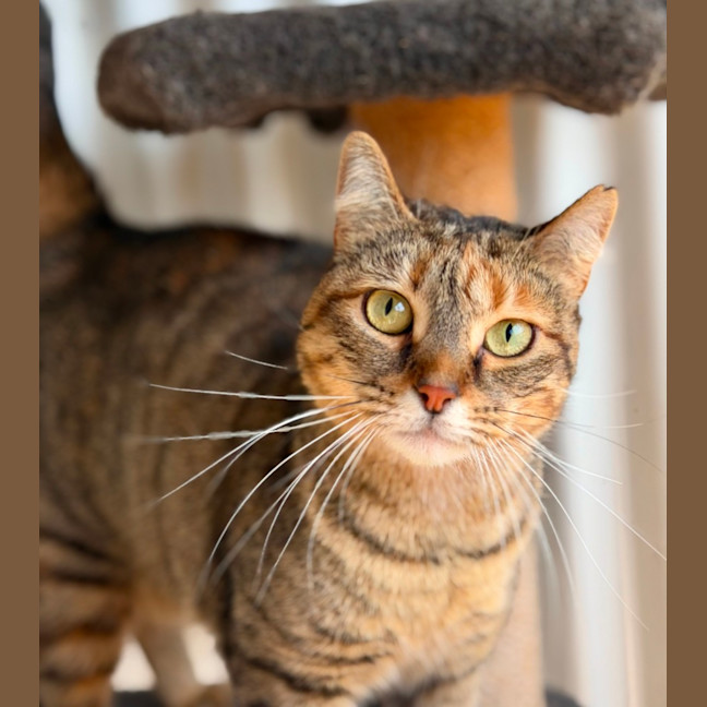 Photo of Zelda