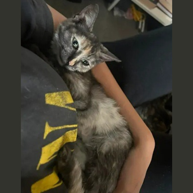 Photo of Emerald