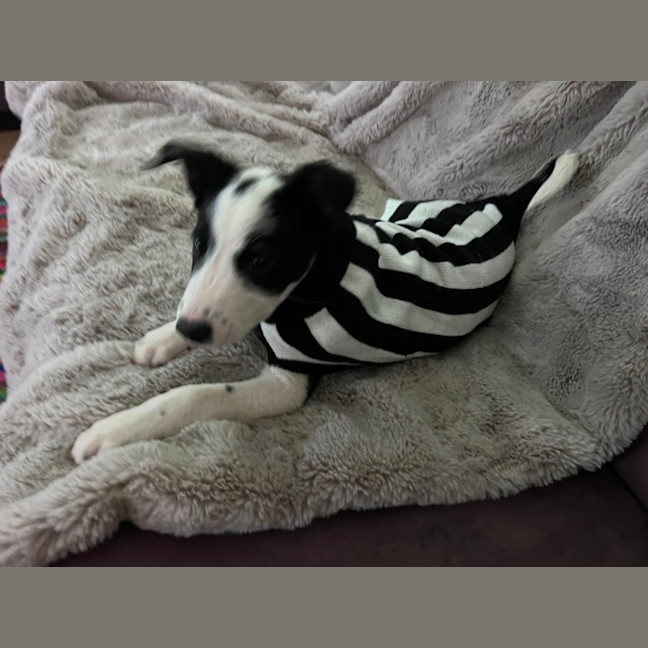Photo of Oakley