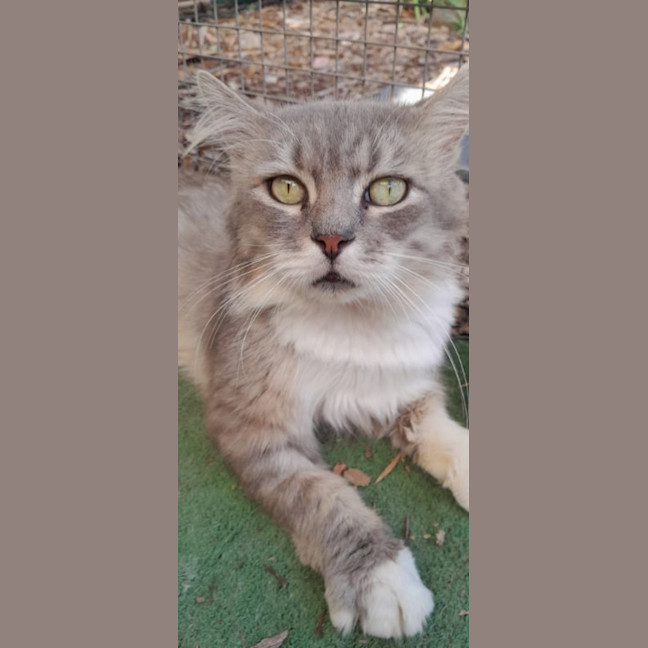 Photo of Mishka