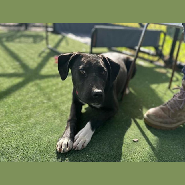 Photo of Sox Imp 2106