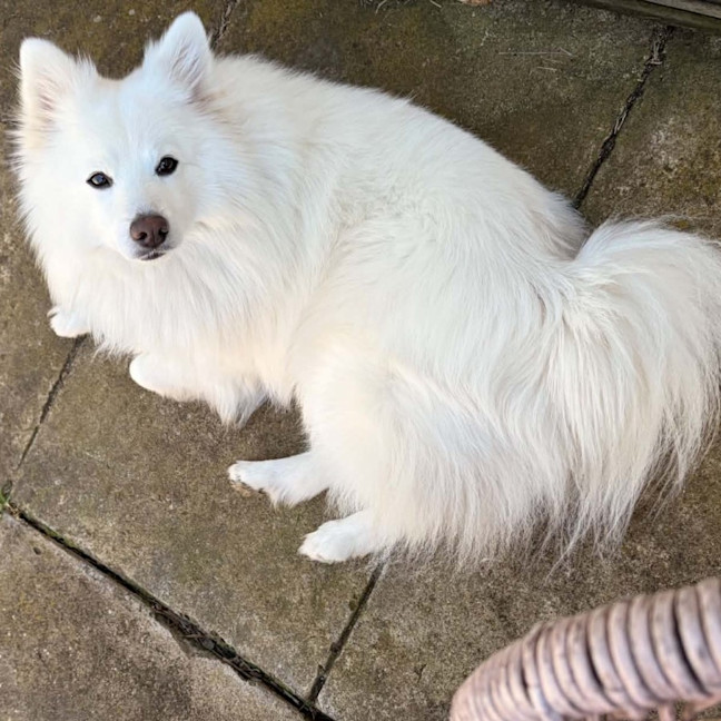 Photo of Archie