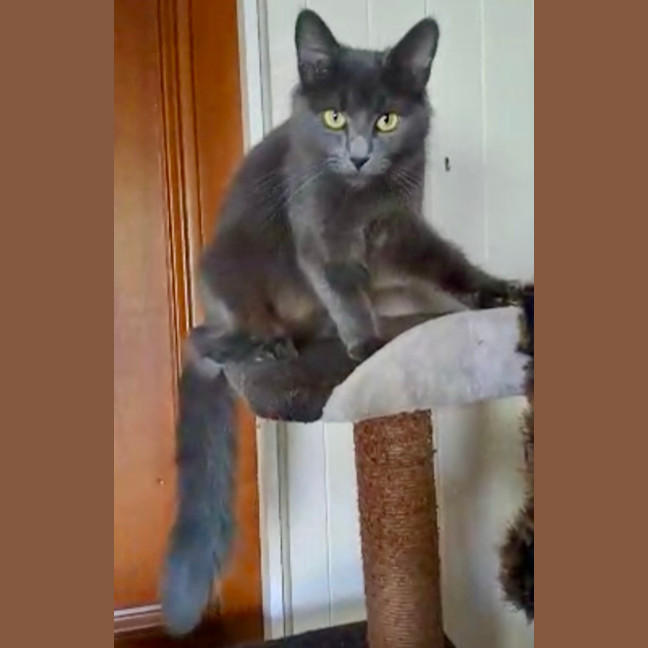 Photo of Gypsy