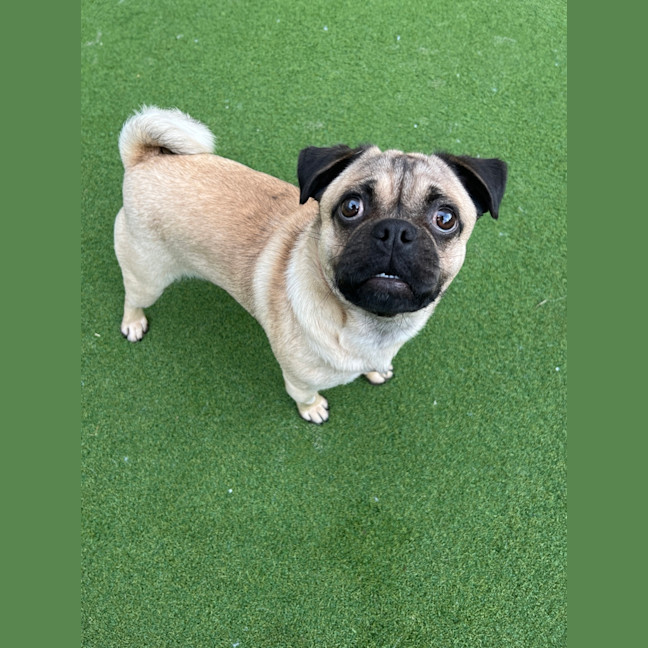 Photo of Pugsley