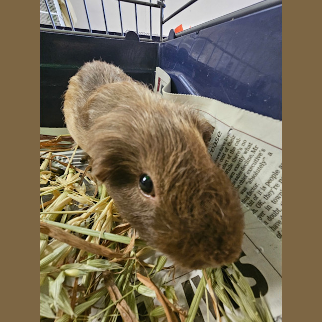 Photo of Rat