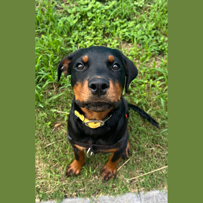 Photo of Rosa