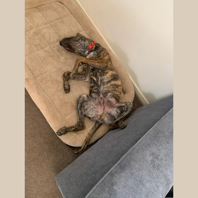 Photo of Buzz   9 Month Old Mixed Breed