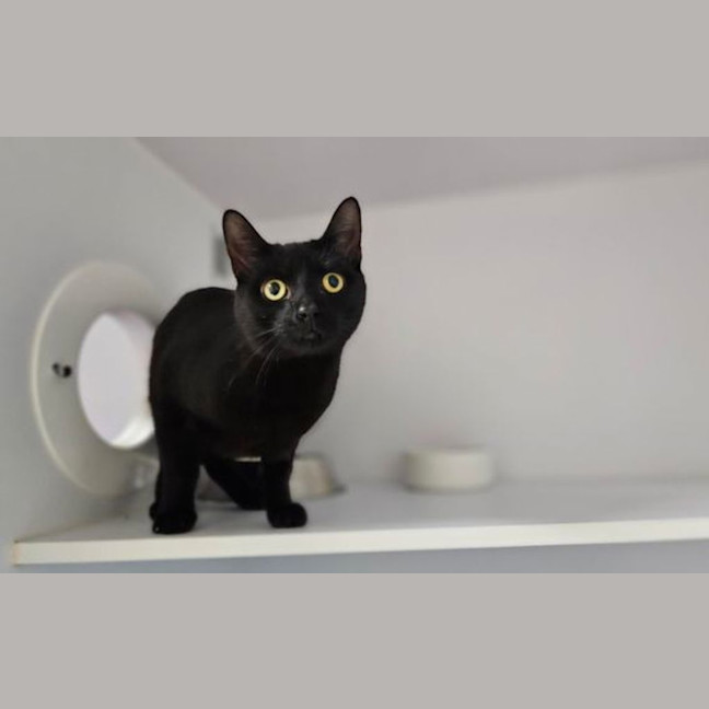 Photo of Zorro