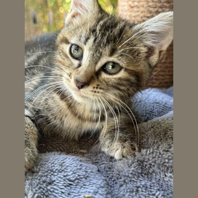 Photo of Daisy   In Foster Care In Cranbourne