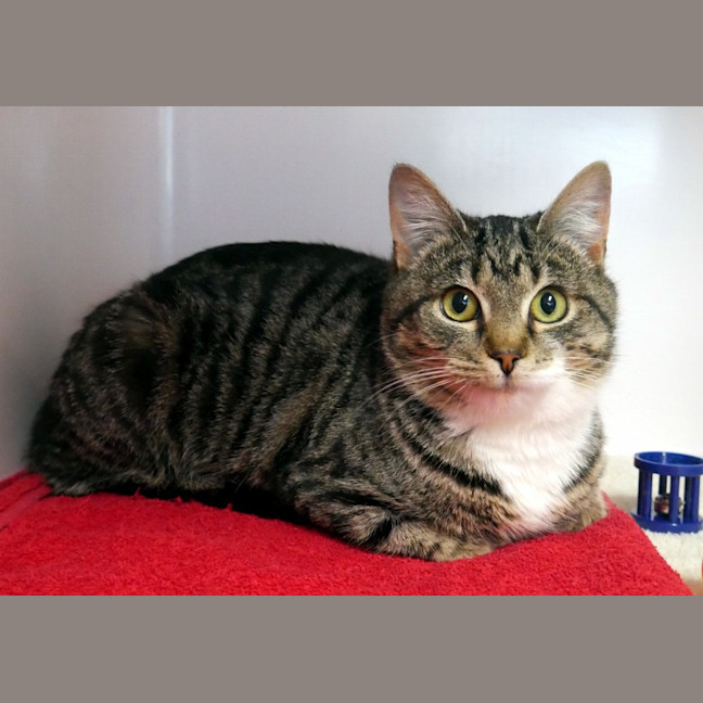 Photo of Vanilla Sta012887