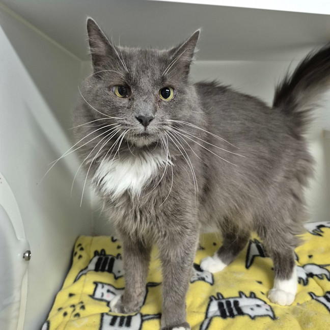 Photo of Lady Grey 