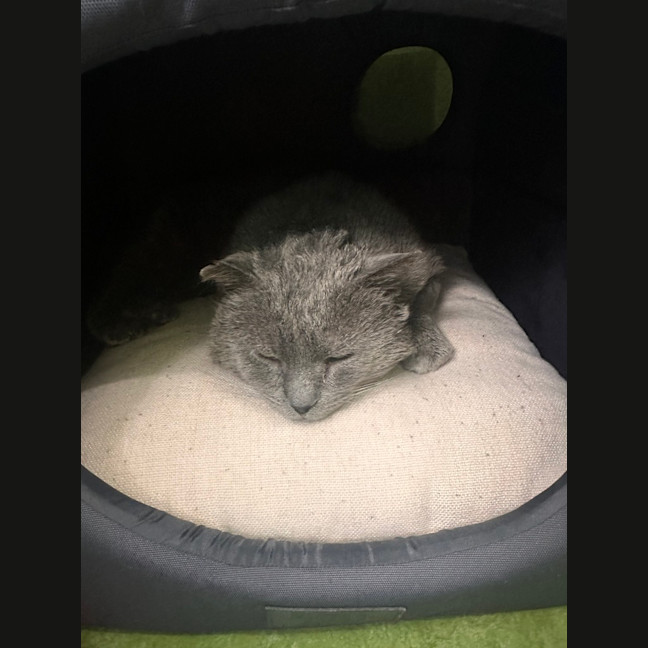 Photo of Shadow