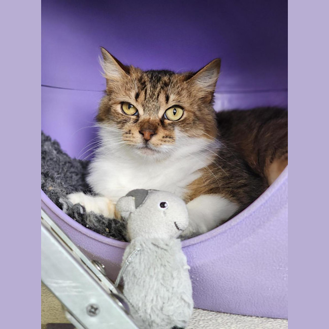 Photo of 💞 Daphne 6682 💞