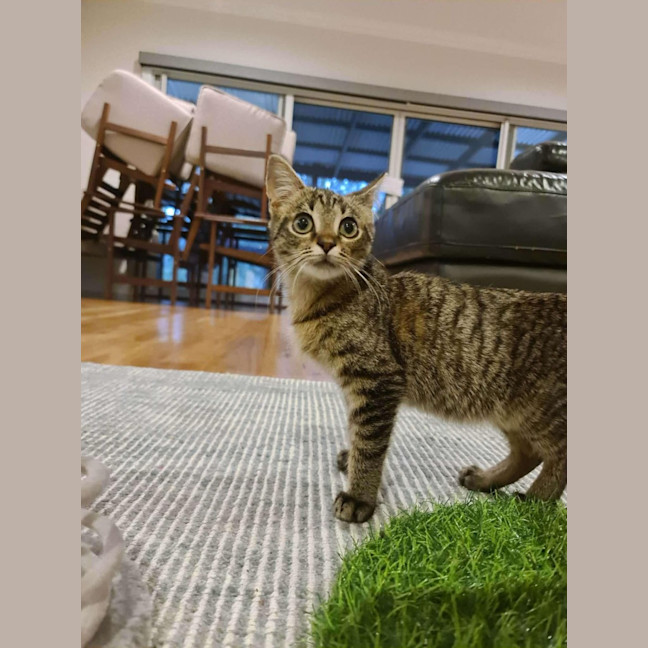 Photo of Eddy   In Foster Care In Ashburton