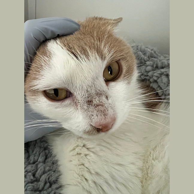 Photo of Waffles