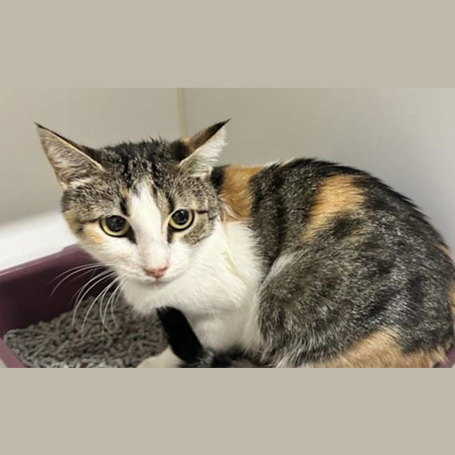 Photo of Sugar