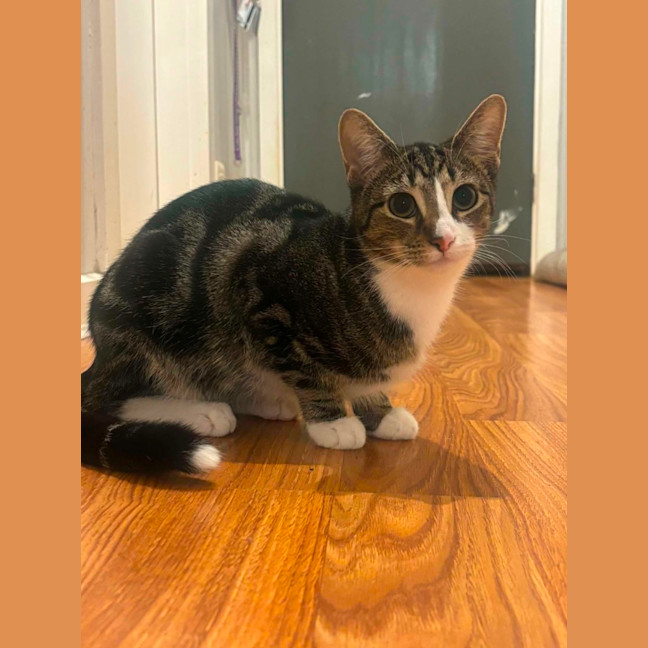 Photo of Pumpkin