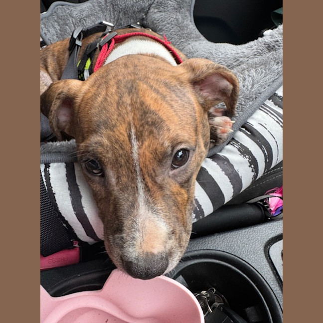 Photo of Cookie   6 Month Old Staffy X Ridgeback