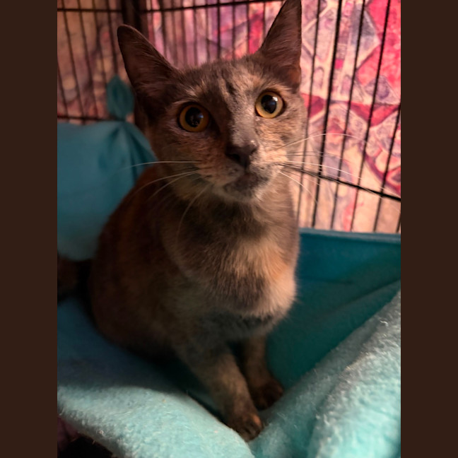 Photo of Mc Muffin