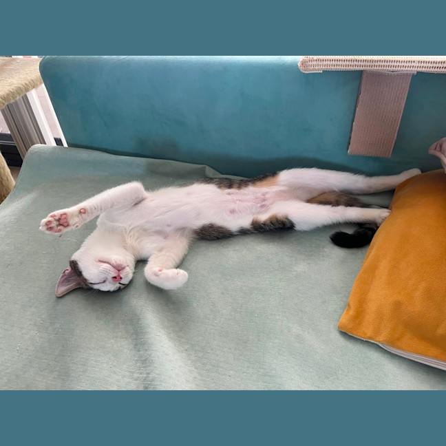 Photo of Basil