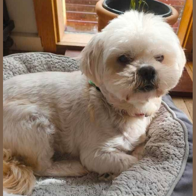 Photo of Ollie