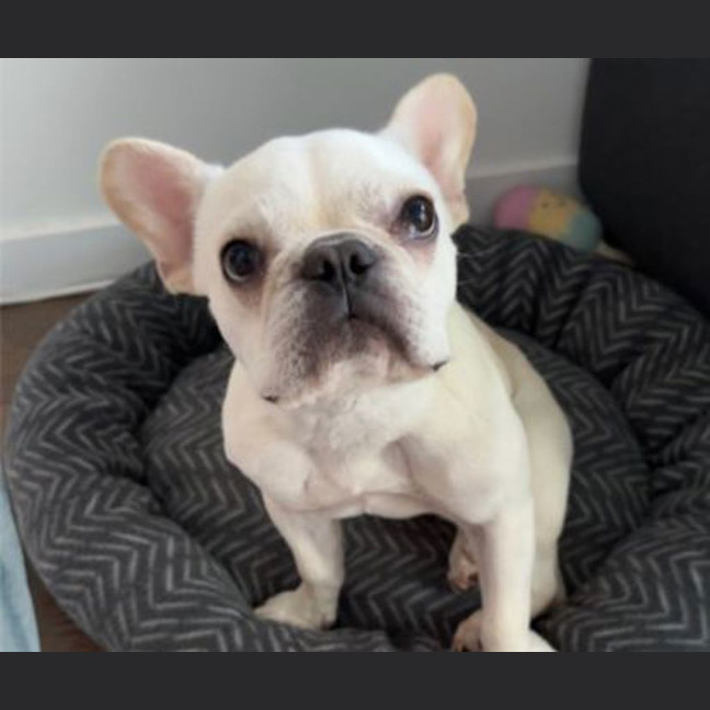 Photo of Buttercup
